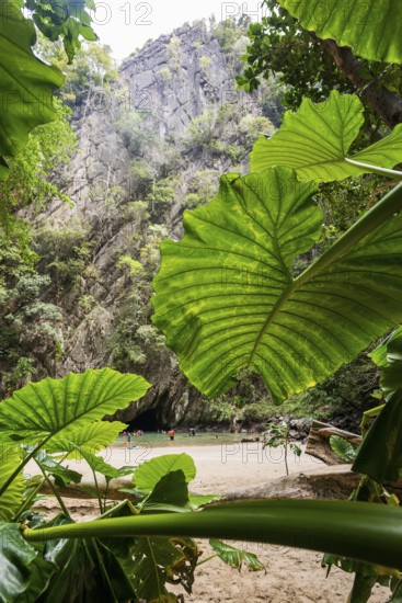 Sandy beach beach with cave in the rainforest, Emerald Cave, Koh Mook, Trang Province, Southern Thailand, Andaman Sea, Thailand