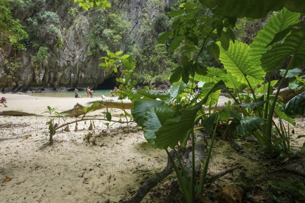 Sandy beach beach with cave in the rainforest, Emerald Cave, Koh Mook, Trang Province, Southern Thailand, Andaman Sea, Thailand
