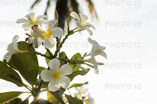 Frangipani, Pearl Beach, Koh Mook, Trang Province, Southern Thailand, Andaman Sea, Thailand