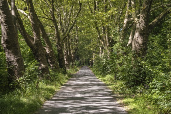 Eine Platanenallee im Hochsommer bei Konstanz, Bodensee, Landkreis Konstanz, Baden-Württemberg, Deutschland