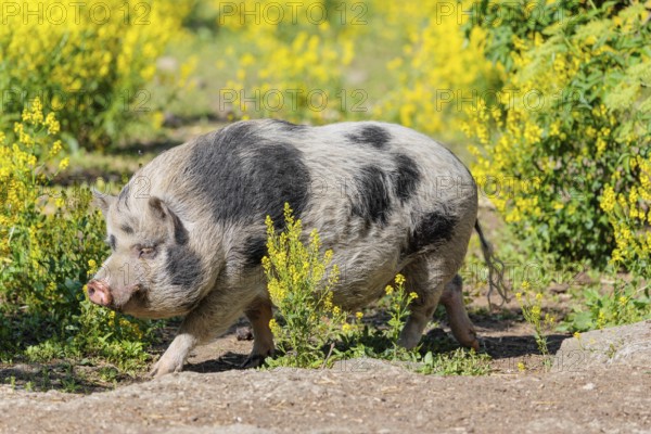 A Kunekune pig (sus scrofa domesticus), a domestic breed from New Zealand walks walks through a yellow flowering meadow. Captive, Austria