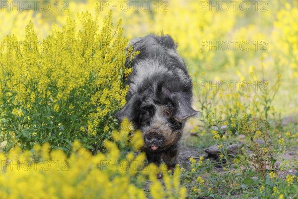A Kunekune pig (sus scrofa domesticus), a domestic breed from New Zealand walks walks through a yellow flowering meadow. Captive, Austria