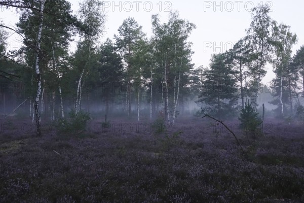 Heath landscape with morning fog, August, Germany