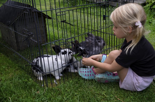 Girl, 4 years, blonde, feeds three rabbits with dandelion, rabbit hutch, animal love, Seeg, Ostallgäu, Allgäu, Swabia, Bavaria, Germany