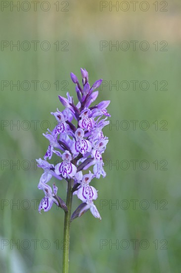 Moorland spotted orchid (Dactylorhiza maculata), inflorescence, close-up, Wilnsdorf, North Rhine-Westphalia, Germany