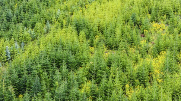 Christmas tree plantation in summer. Christmas trees grow in a coniferous forest for the coming season. Drone photo. Östringen, Baden-Württemberg, Germany