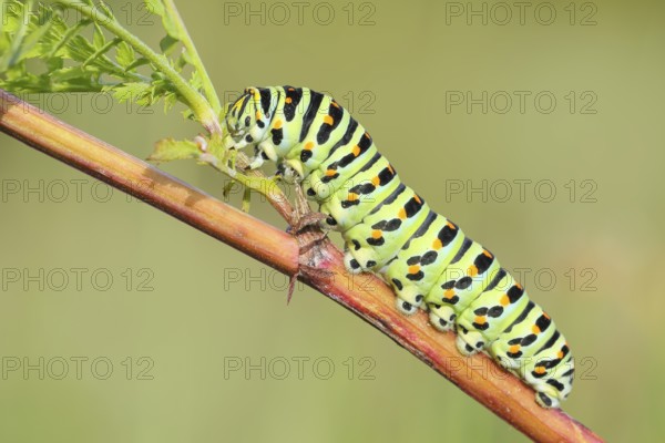 Swallowtail caterpillar (Papilio machaon), caterpillar sitting on Wild carrot (Daucus carota), Trupbacher Heide nature reserve with heathland and nutrient-poor grassland, Siegerland, North Rhine-Westphalia, Germany