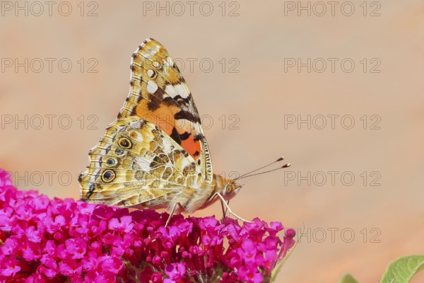 Thistle butterfly (Vanessa cardui) underside, sucking nectar on summer lilac (Buddleja davidii), butterfly bush, in a natural environment in the wild, wildlife, insects, butterflies, butterflies, Siegerland, North Rhine-Westphalia, Germany