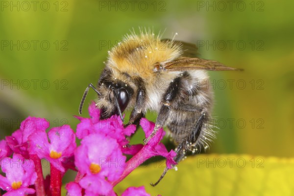 Field bumblebee (Bombus pascuorum), sucking nectar on summer lilac (Buddleja davidii), butterfly bush, in a natural environment in the wild, wildlife, nature photo, insects, bumblebees, Siegerland, North Rhine-Westphalia, Germany