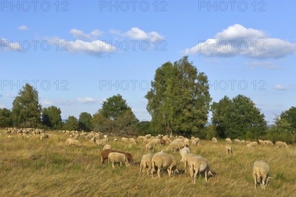 Landscape conservation with sheep and goats in the Truppacher Heide, Trupbacher Heide nature reserve with heathland and rough grassland, Siegerland, North Rhine-Westphalia, Germany