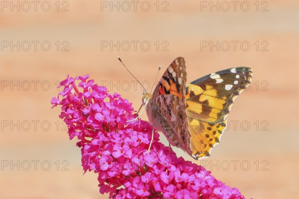 Thistle butterfly (Vanessa cardui) sucking nectar on butterfly bush (Buddleja davidii), butterfly bush, in a natural environment in the wild, wildlife, insects, butterflies, butterflies, Siegerland, North Rhine-Westphalia, Germany