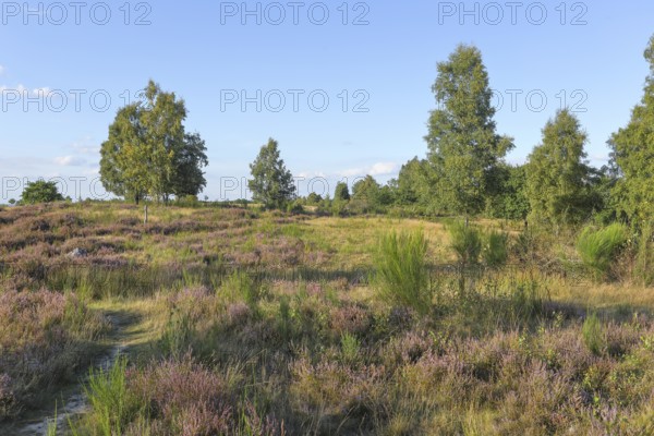 Hiking trails in the Truppacher Heide, Trupbacher Heide nature reserve with heaths and rough grassland, Siegerland, North Rhine-Westphalia, Germany