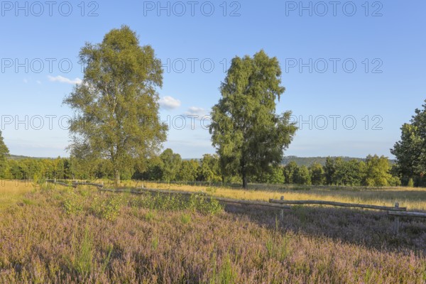 Truppacher Heide, Trupbacher Heide nature reserve with heaths and rough grassland, Siegerland, North Rhine-Westphalia, Germany