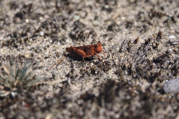 Heupferd, August, Germany