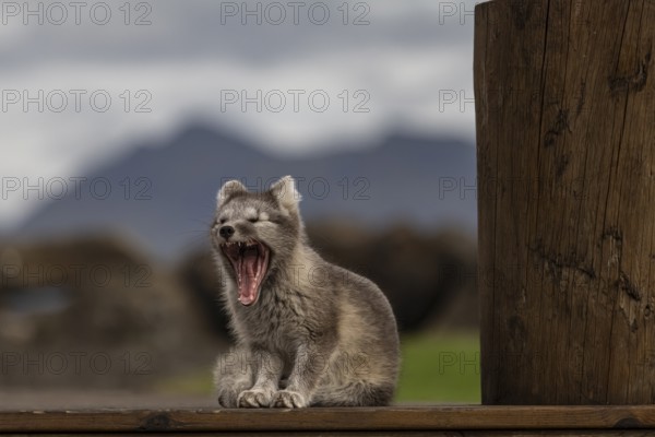 Young Arctic fox (Vulpes lagopus) sitting in front of a house, yawning, wild, sunny, East Fjords, Iceland