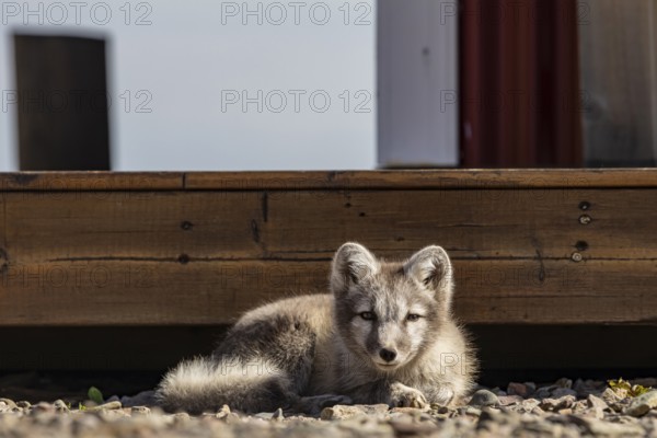 Young Arctic fox (Vulpes lagopus) lying in front of a house, wild, sunny, curious, East Fjords, Iceland