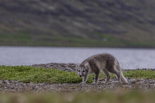 Young Arctic fox (Vulpes lagopus) walking on the beach, wild, curious, East Fjords, Iceland