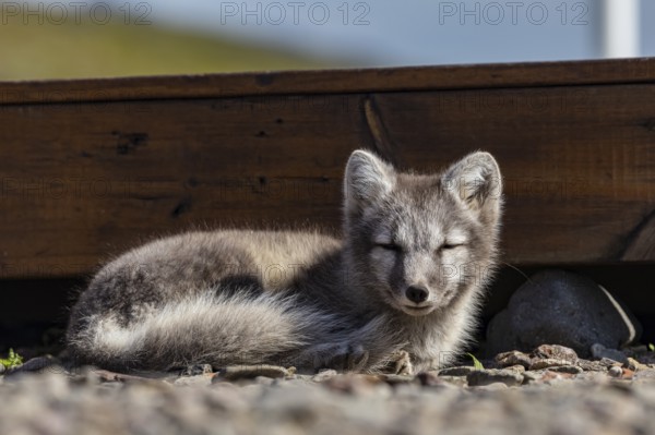 Young arctic fox (Vulpes lagopus) lying in front of a house, dozing, wild, sunny, curious, East Fjords, Iceland