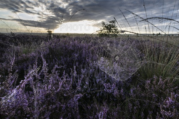 Spider's web in heathland at sunrise, Emsland, Lower Saxony, Germany