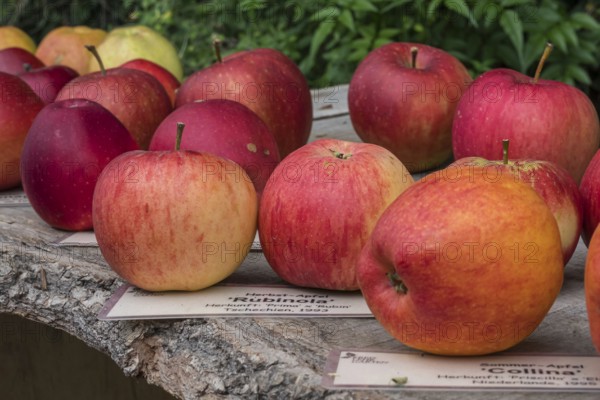 Various apple varieties, Münsterland, North Rhine-Westphalia, Germany