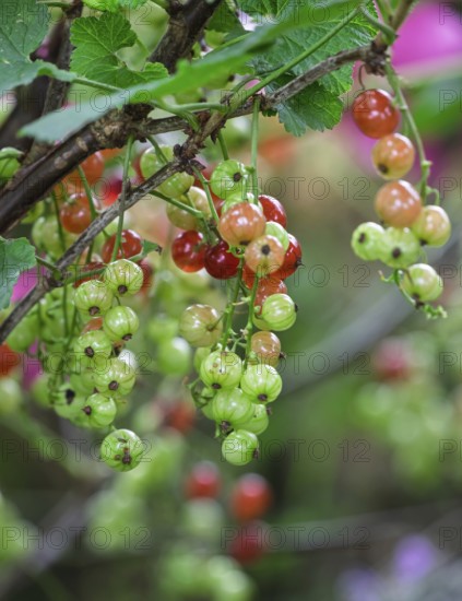 Currant bush (Ribes rubrum) with unripe and ripe berries, Münsterland, North Rhine-Westphalia, Germany