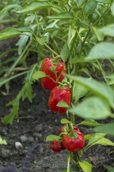 Vegetable patch with pepper plants, red peppers, Münsterland, North Rhine-Westphalia, Germany