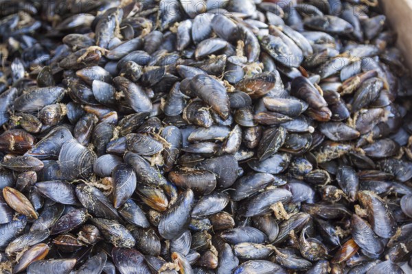 Mussels, market sale, Brittany, France