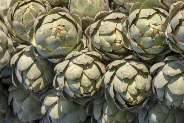 Artichokes (Cynara cardunculus, syn. Cynara scolymus), Brittany, France
