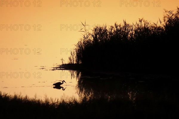 Heron at sunrise in a lake, Saxony, Germany
