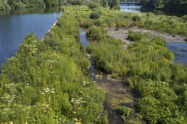 Saarn-Mendener Ruhraue, nature reserve, Mülheim an der Ruhr, Rurgebiet, North Rhine-Westphalia, Germany