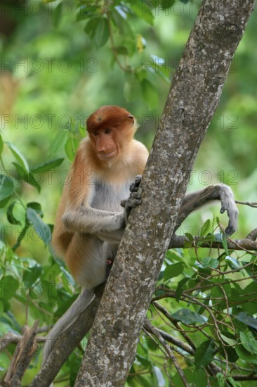 Endemic Proboscis monkey or Long-nosed monkey (Nasalis larvatus), sitting on a branch in the forest, Borneo, Malaisia
