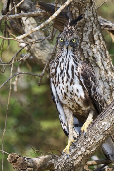 Changeable hawk-eagle (Nisaetus cirrhatus) in a tree, Sri Lanka