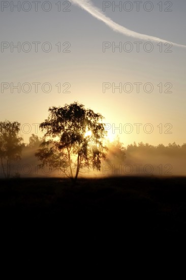 Landscape with rising sun, August, Germany