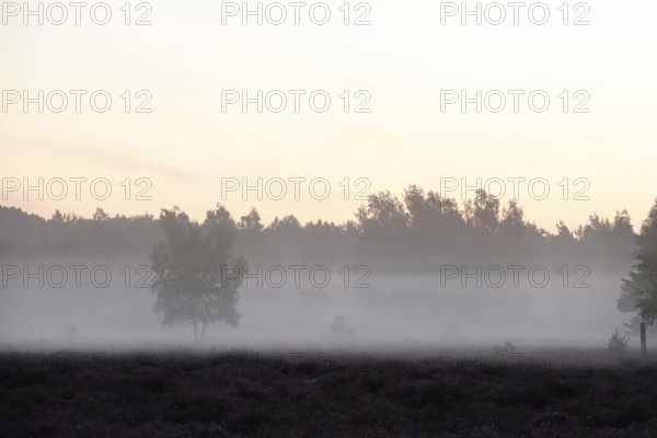 Landscape with morning fog, Summer, Saxony, Germany