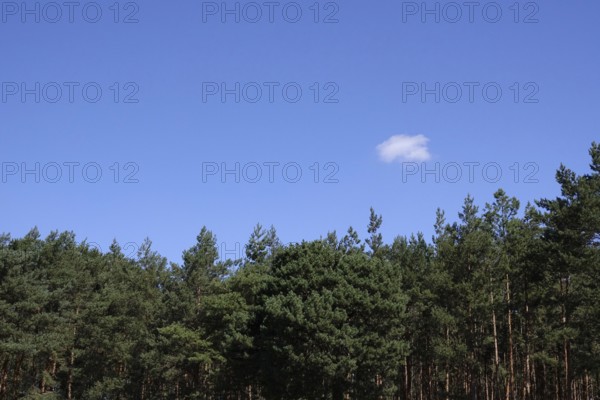 Landscape in summer with cloudy sky, Germany