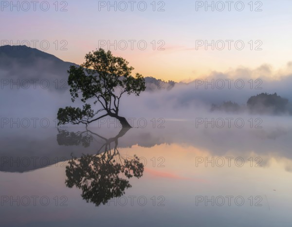 Lone single tree reflected in the still waters of a foggy lake at sunrise, AI generated