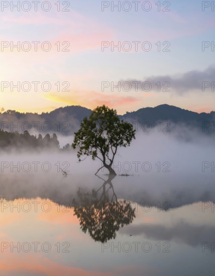 Lone single tree reflected in the still waters of a foggy lake at sunrise, AI generated