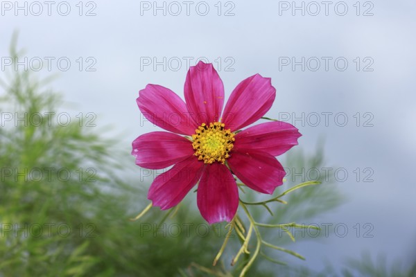 Ornamental basket 'Sensation Mix' (Cosmos bipinnatus), fifteen weeks after sowing, North Rhine-Westphalia, Germany