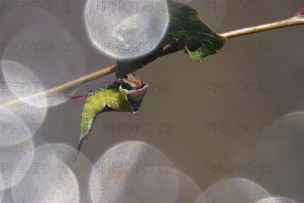 Fork-tailed Caterpillar, August, Saxony, Germany