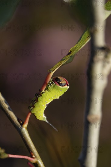 Fork-tailed Caterpillar, August, Saxony, Germany