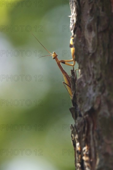 Praying mantis, August, Saxony, Germany