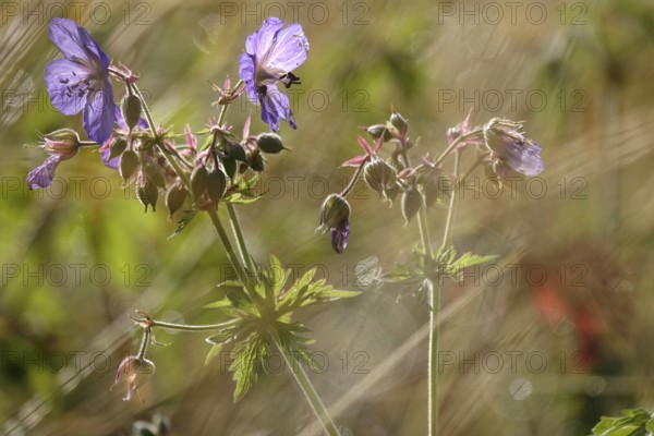 Meadow cranesbill, July, Germany