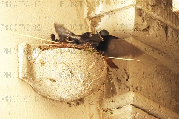Redstart with offspring, July, Germany