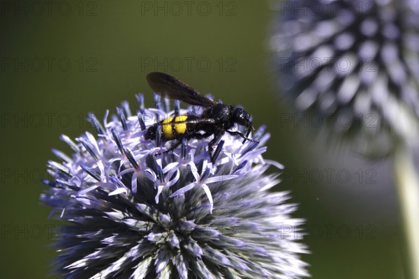 Scolia hirta, July, Germany