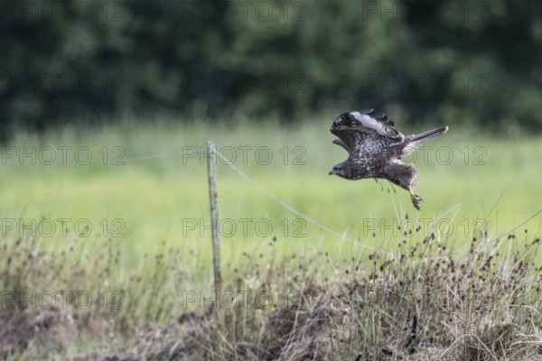 Common buzzard (Buteo buteo), flying, Emsland, Lower Saxony, Germany