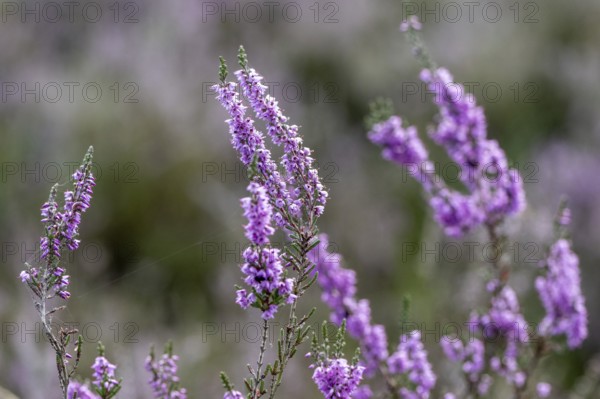 Heather (Calluna vulgaris), Emsland, Lower Saxony, Germany