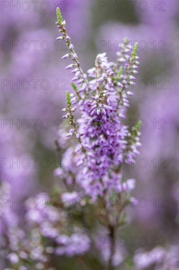 Heather (Calluna vulgaris), Emsland, Lower Saxony, Germany