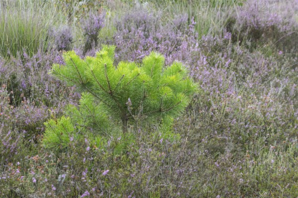 Heathland (Calluna vulgaris), Emsland, Lower Saxony, Germany