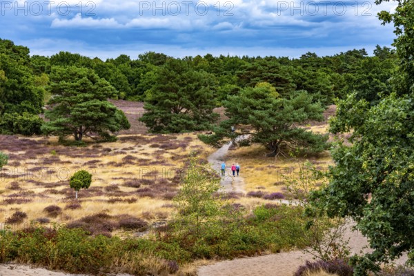Westruper Heide, in the Hohe Mark Westmünsterland nature park Park, near Haltern am See, heather blossom, North Rhine-Westphalia, Germany