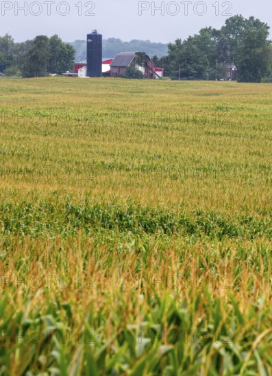 New Troy, Michigan - Corn growing in a farmer's field in southwest Michigan
